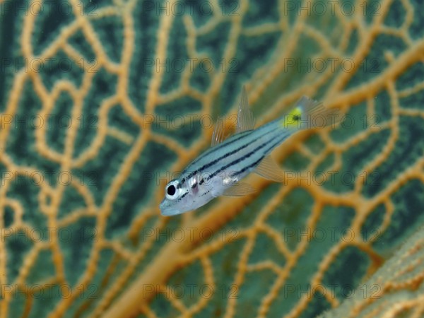 A striped fish, five-line cardinalfish (Cheilodipterus quinquelineatus) in front of giant fan coral (Annella mollis), dive site Gondol Bay, Gondol, Bali, Indonesia, Asia