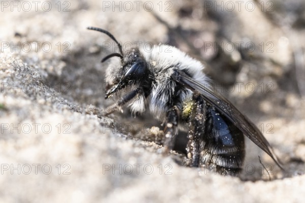 Ashy Mining Bee (Andrena cineraria), Emsland, Lower Saxony, Germany, Europe