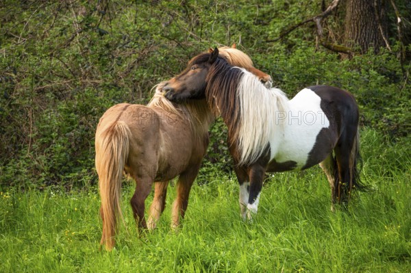 Icelandic horses in a pasture. Two mares grooming, nibbling each other. Left horse with eel line. In the evening. Germany