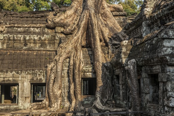 Ta Prohm, Angkor Wat, Angkor, UNESCO World Heritage Site, Siem Reap, Cambodia, Indochina, Southeast Asia, Asia