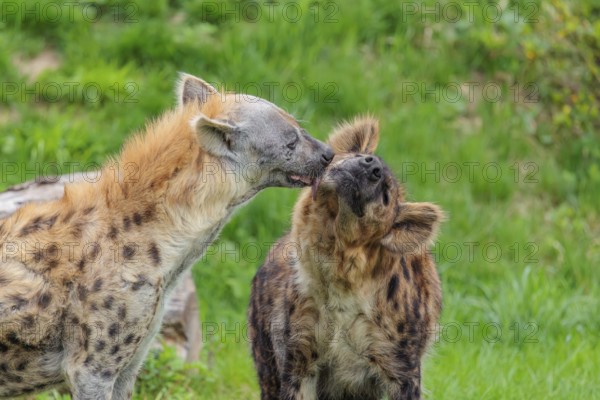 Two adult spotted hyenas (Crocuta crocuta), one male and one female, display courtship behavior