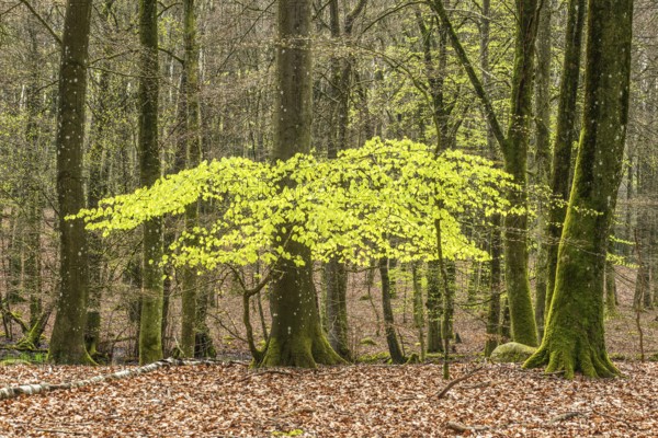 Beech forest in springtime in Ystad Municipality, Skåne county, Sweden, Scandinavia, Europe