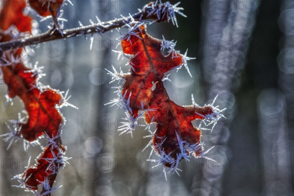 Leaves, Frost, Ice, Nature, Winter