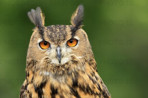 Eurasian Eagle-owl (Bubo bubo), adult, portrait, alert, in summer, wisdom, Šumava, Czech Republic, Europe
