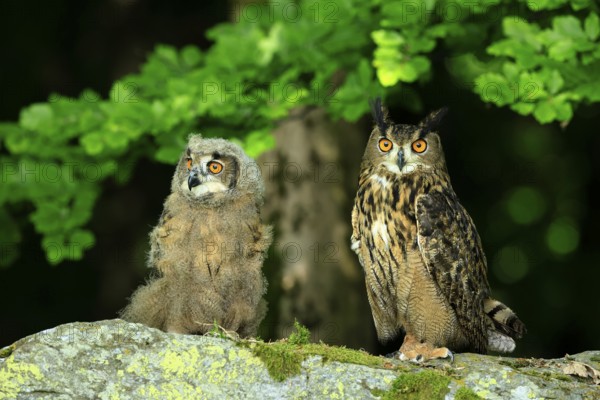 Eurasian Eagle-owl (Bubo bubo), adult, juvenile, on the ground, alert, in summer, Wisdom, Šumava, Czech Republic, Europe