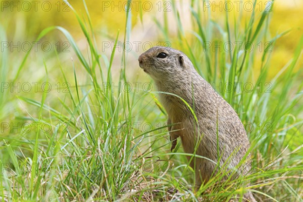 European ground squirrel (Spermophilus citellus) on a meadwo, Bavaria, Germany, Europe