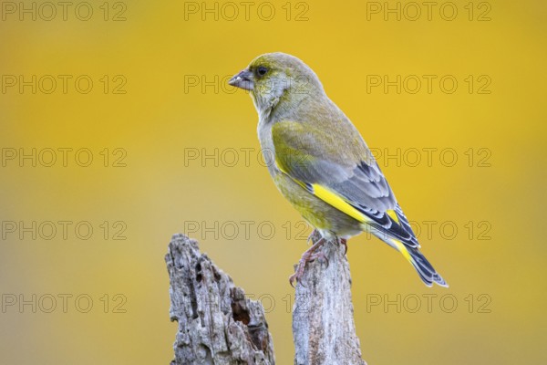 Greenfinch (Carduelis chloris) Germany