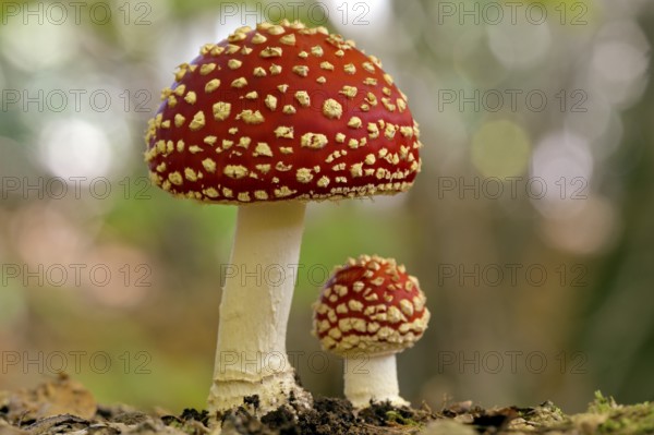 Fly agaric (Amanita muscaria), small and large fruiting bodies, North Rhine-Westphalia, Germany, Europe