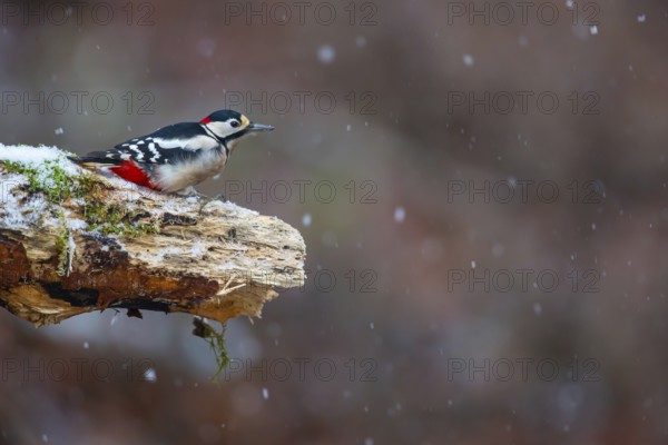 Great spotted woodpecker (Dendrocopus major) male in the snow, Germany, Europe