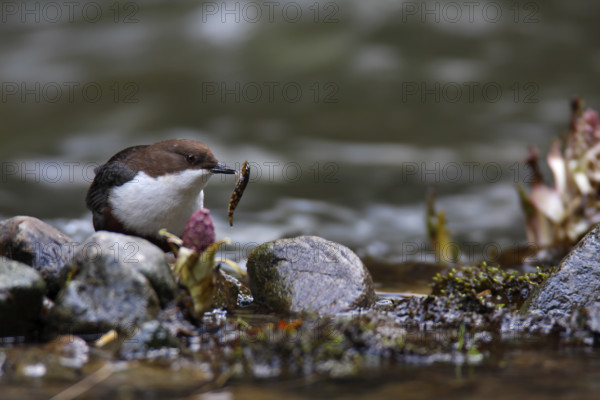 White-throated Dipper (Cinclus cinclus) with fish as prey on mossy stones on the bank of a mountain stream, Saxon Switzerland, Elbe Sandstone Mountains, Saxony, Germany, Europe