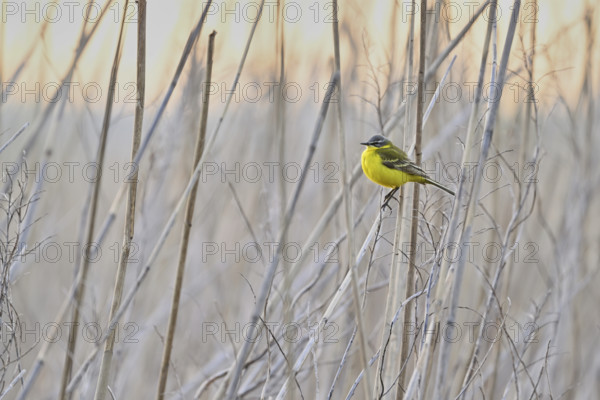 Yellow wagtail (Motacilla flava), male on a reed, Lake Neusiedl National Park, Seewinkel, Burgenland, Austria, Europe