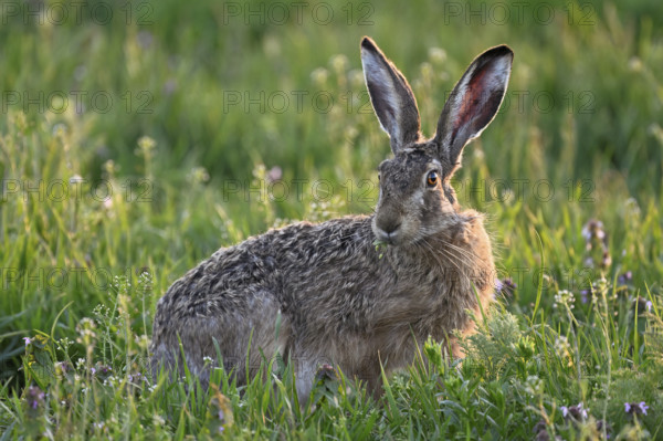 European hare (Lepus europaeus), sitting in meadow, Lake Neusiedl National Park, Seewinkel, Burgenland, Austria, Europe