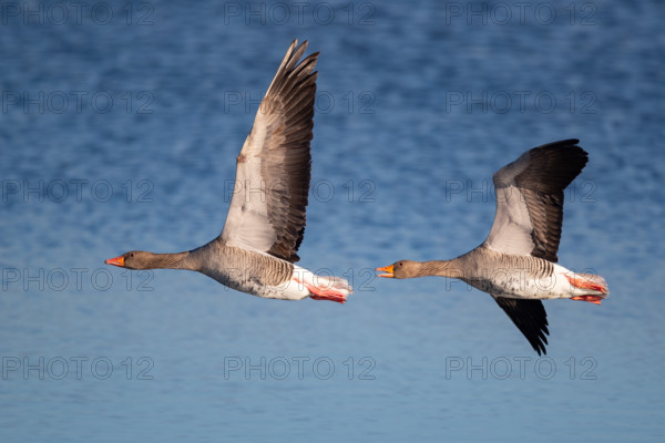 Pair of greylag geese flying together, in the Großen Rosin Moor nature reserve, Mecklenburg-Vorpommern, Germany, Europe