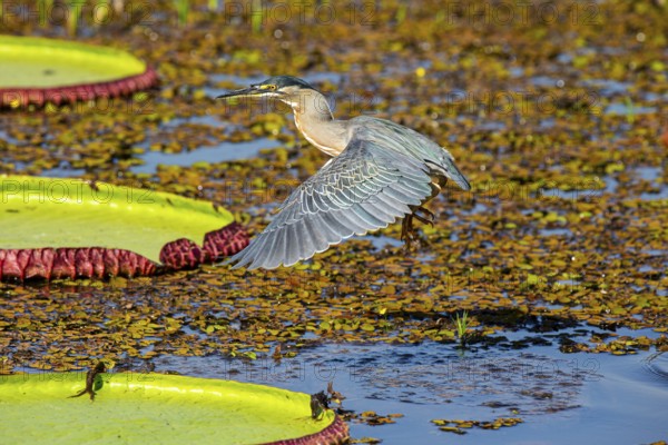 Mongrove Heron (Butorides striatus) Pantanal Brazil