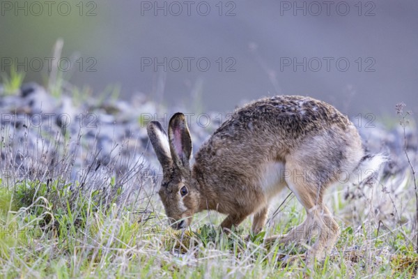 European hare (Lepus europaeus) Germany