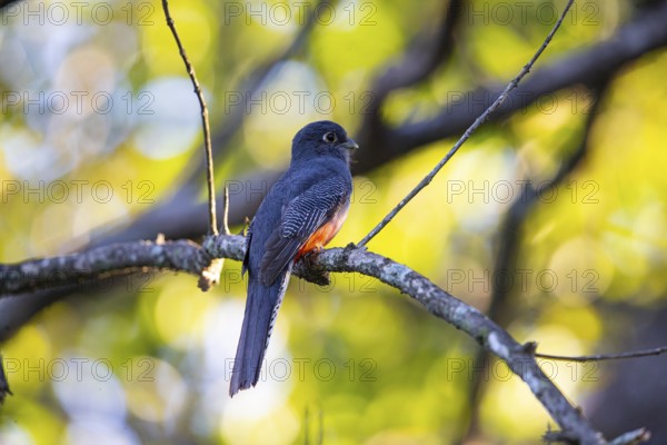 Blue-crowned trogon (trogon curucui) Pantanal Brazil