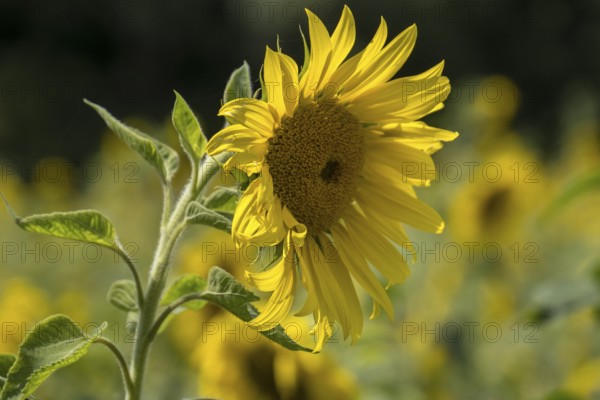 Sunflower (Helianthus annuus), Münsterland, North Rhine-Westphalia, Germany, Europe