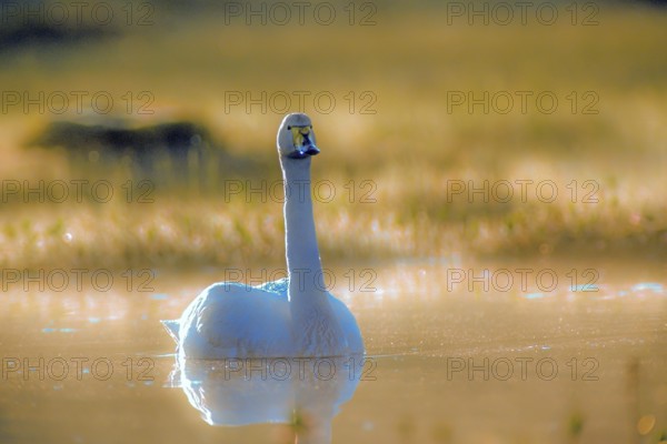 Whooper swan. Cygnus cygnus. Whooper swan resting on a lake. Kuusamo area. Finland