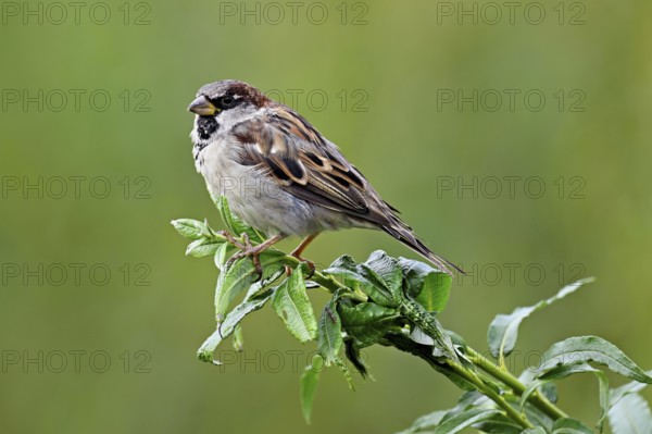 House sparrow (Passer domesticus), male, sitting on a branch, Switzerland, Europe