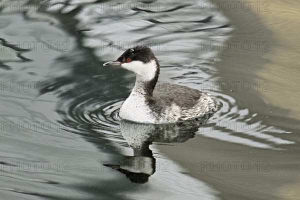 Slavonian Grebe (Podiceps auritus), adult, in adult plumage, winter plumage, swimming in Lake Zug, Switzerland, Europe