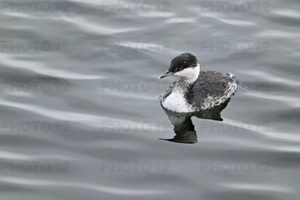 Slavonian Grebe (Podiceps auritus), adult, in adult plumage, winter plumage, swimming in Lake Zug, Switzerland, Europe