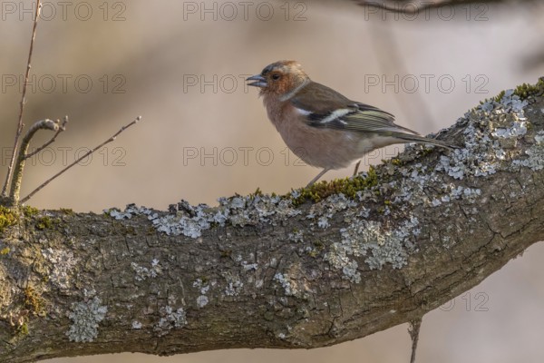 Eurasian Chaffinch Male (Fringilla coelebs) on branch. Lower Rhine, Alsace, France, Europe