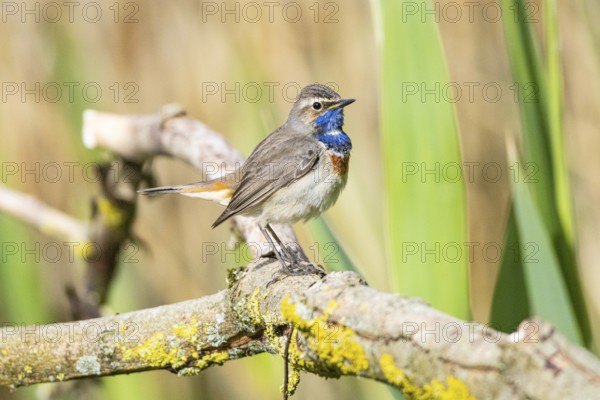 Bluethroat (Luscinia svecica cyanecula) Male Germany