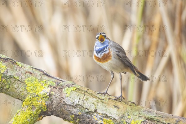 Bluethroat (Luscinia svecica cyanecula) Male Germany