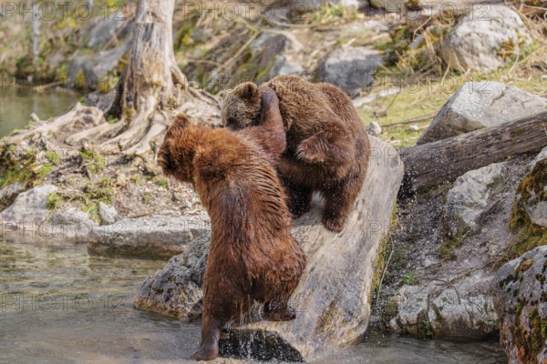 An adult female brown bear (Ursus arctos arctos) walks down a rotten tree trunk to the water. A young male is playfully attacking her on the tree trunk