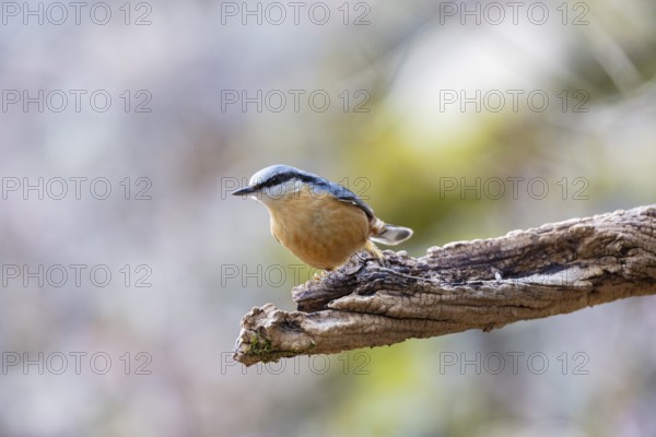 Nuthatch (Sitta europaea) Germany