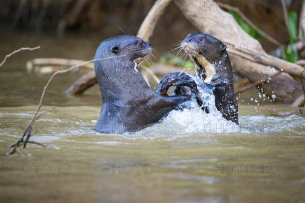 Giant otter (Pteronura brasiliensis) Pantanal Brazil