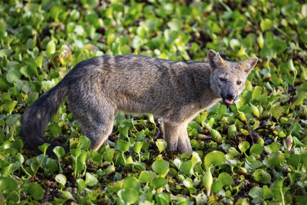 South American forest fox (Cerdocyon thous) Pantanal Brazil