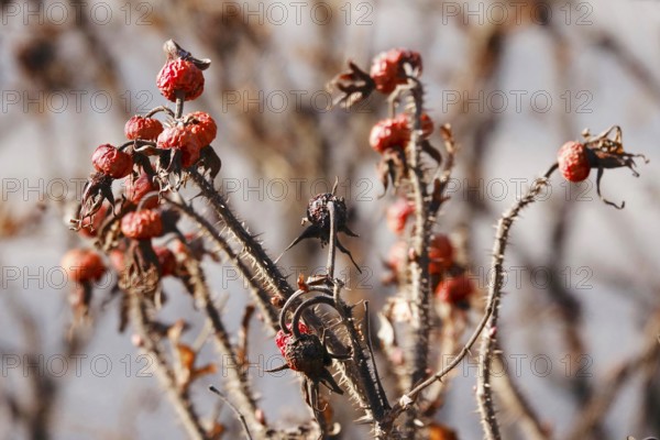 Rosehips, Winter, Germany, Europe