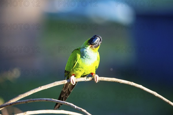 Nanday parakeet (Aratinga nanday) Pantanal Brazil