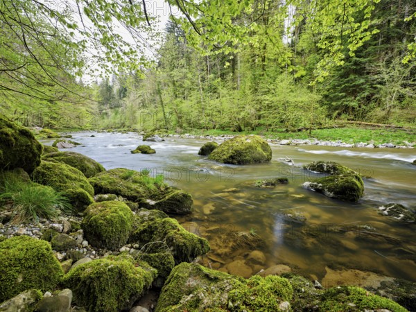 Moss-covered stones on the river Sihl, Sihlsprung, Menzingen, Canton Zug, Switzerland, Europe