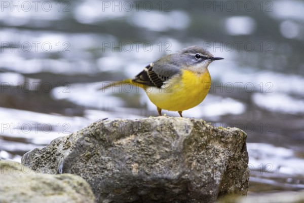 Grey wagtail (Motacilla cinerea) Germany