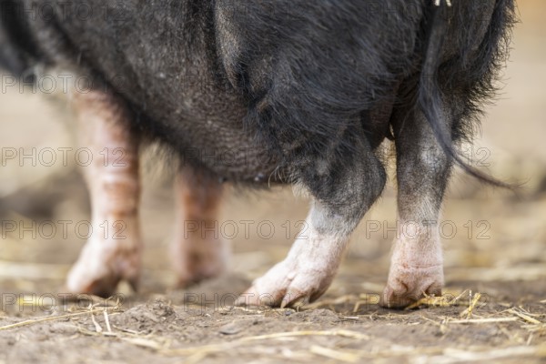 Vietnamese Pot-bellied pig standing on the ground, Bavaria, Germany, Europe