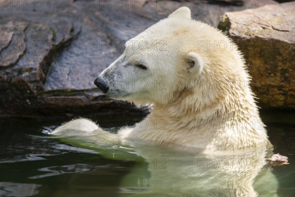 Polar bear (Ursus maritimus) swimming in the water, captive, Germany, Europe