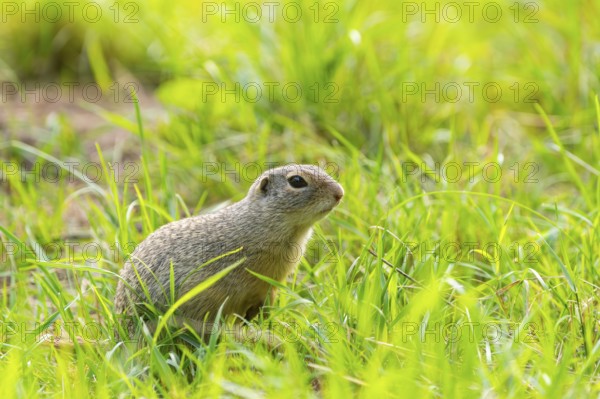 European ground squirrel (Spermophilus citellus) on a meadwo, Bavaria, Germany, Europe