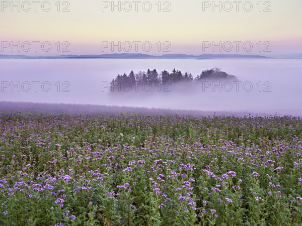 Field of flowering bee friend (Phacelia tanacetifolia), forest shrouded in fog behind, Winterschwil, Freiamt, Canton Aargau, Switzerland, Europe