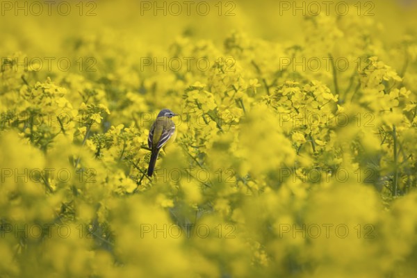 A yellow wagtail sits in spring in a flowering rape field near Frankfurt am Main, Frankfurt am Main, Hesse, Germany, Europe