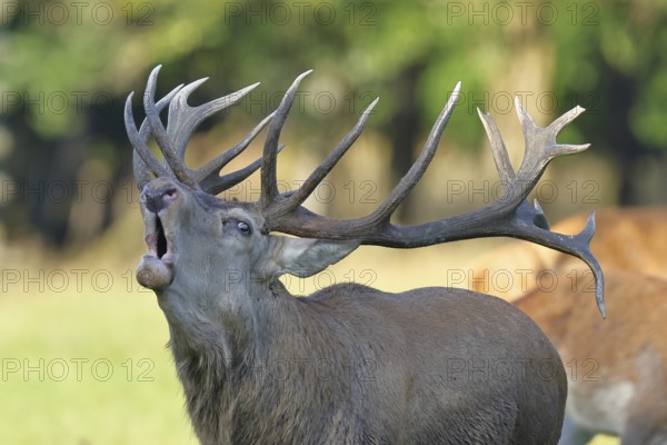 Red deer (Cervus elaphus) during the rutting season, a capital stag roaring in a forest clearing, animal portrait, wildlife, Sauerland, North Rhine-Westphalia, Germany, Europe