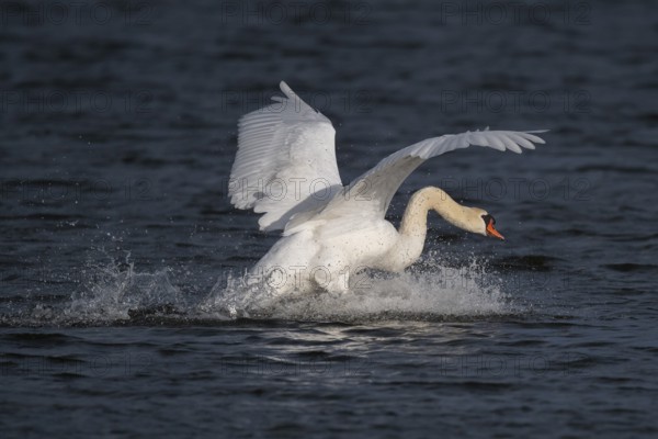 Landing Mute Swan (Cygnus olor), Hauke-Haien-Koog nature reserve, North Friesland, Schleswig-Holstein, Germany, Europe