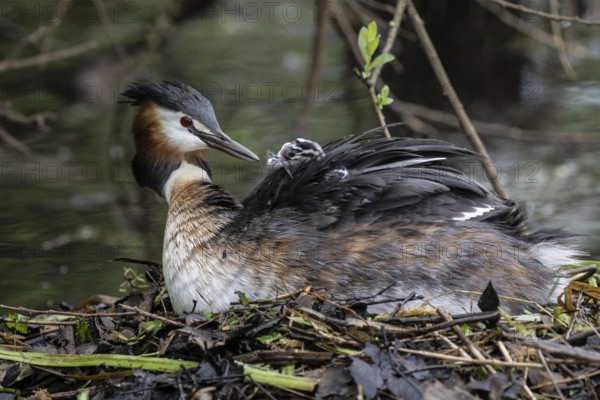 Great Crested Grebe (Podiceps Scalloped ribbonfish) with juveniles), Emsland, Lower Saxony, Germany, Europe