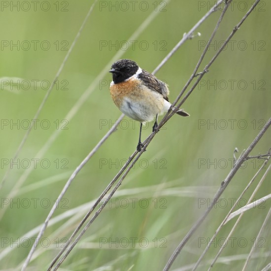 Stonechat (Saxicola rubicola), male sitting on a branch, Lake Neusiedl National Park, Seewinkel, Burgenland, Austria, Europe
