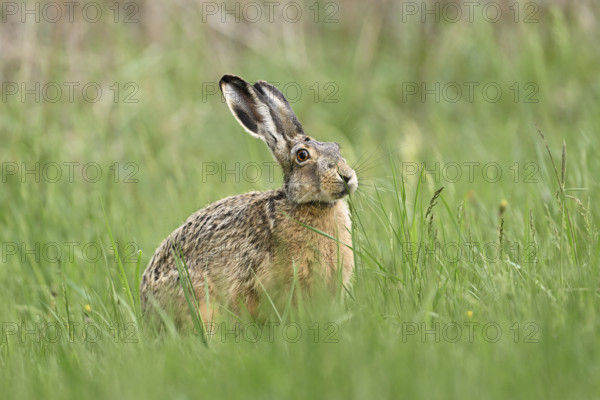 European hare (Lepus europaeus), standing in meadow, Lake Neusiedl National Park, Seewinkel, Burgenland, Austria, Europe