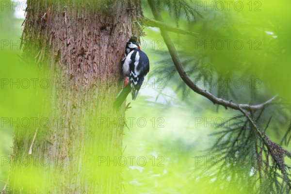 Great spotted woodpecker (Dendrocopos major), male looking into the entrance hole of the breeding cavity, Bad Homburg, Hesse, Germany, Europe