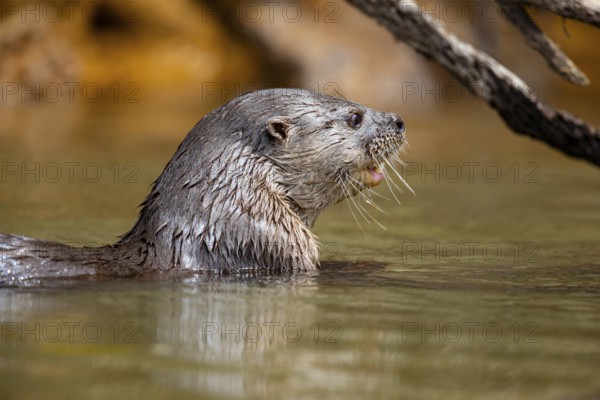 Southern river otter (Lontra longicaudis) Pantanal Brazil