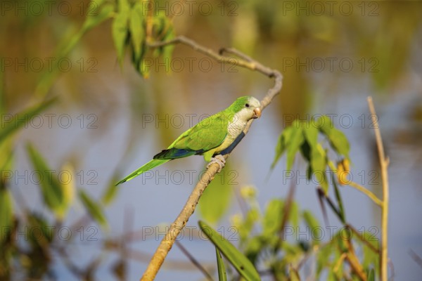 Monk parakeet (Myiopsitta monachus) Pantanal Brazil