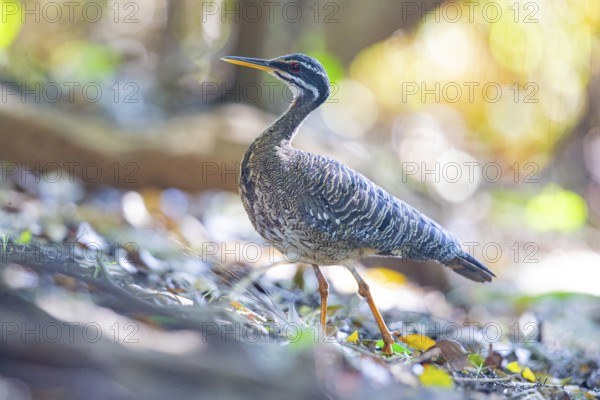 Sun rail (Eurypyga helias) Pantanal Brazil